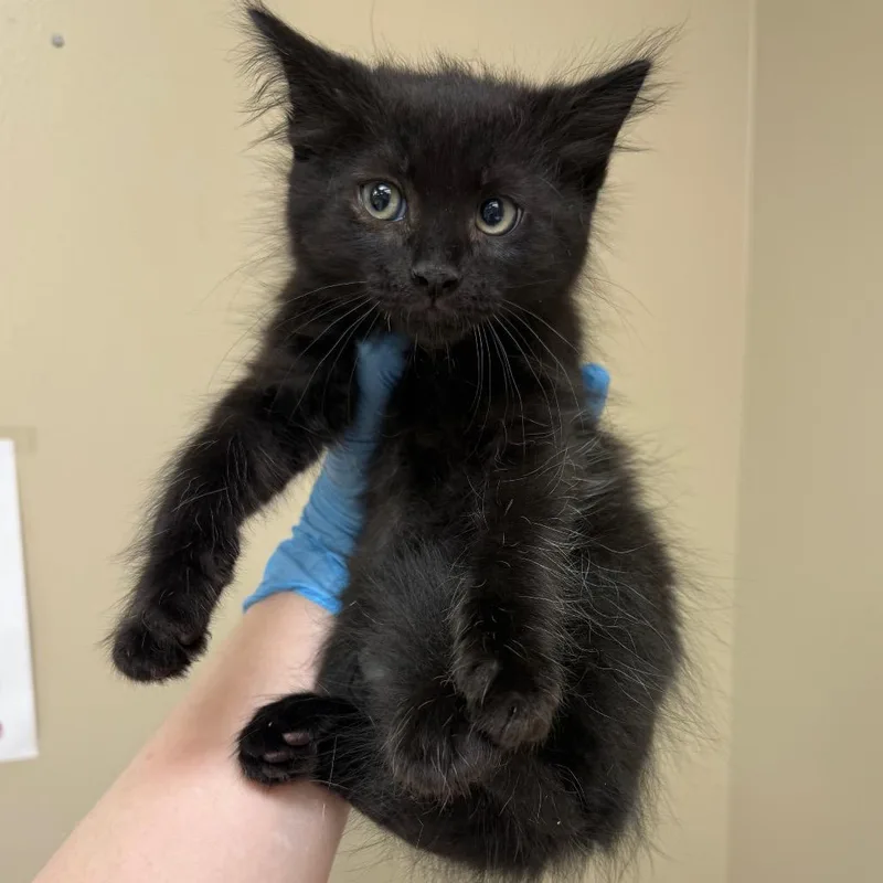 A baby small-sized male Black Domestic Medium Hair cat named Pippin for adoption in Birmingham, AL