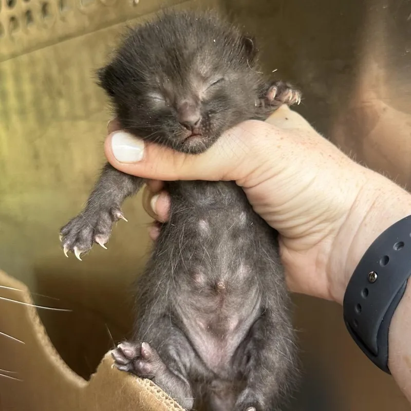 Pippin thumbnail 3