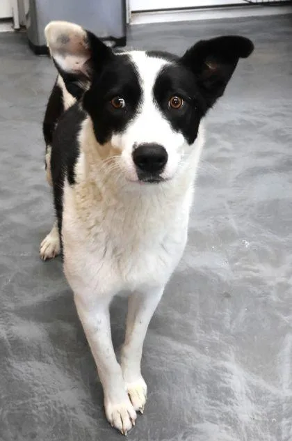 An adult medium-sized female Terrier dog named Daisy for adoption in Buffalo, MN