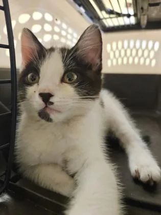 A baby small-sized male Domestic Short Hair cat named Ritz for adoption in Independence, MO