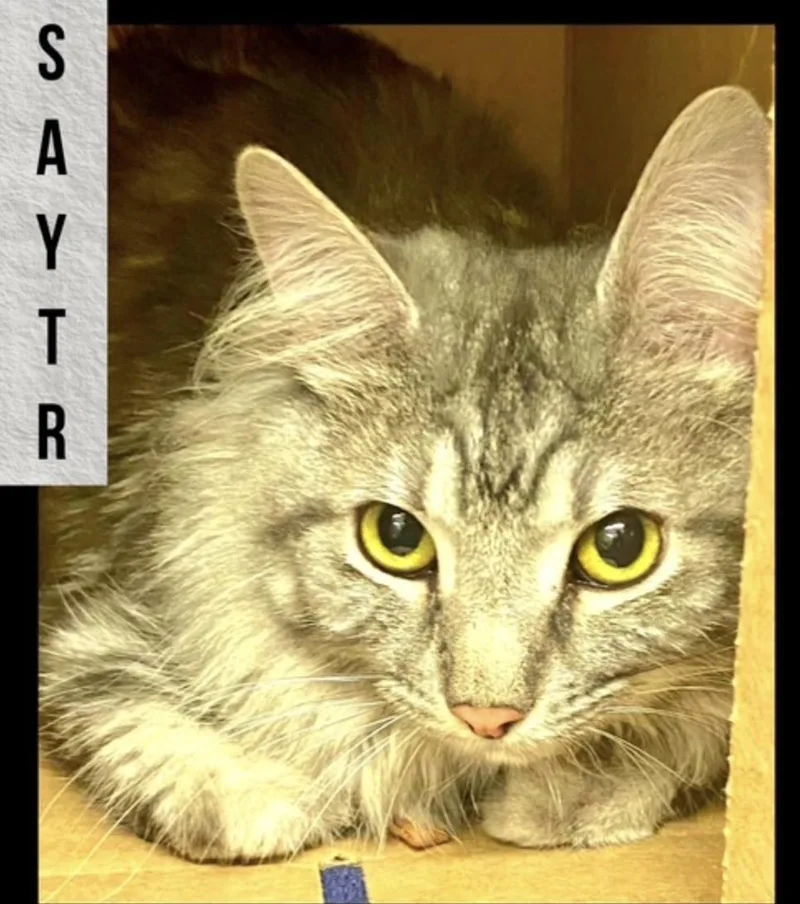 An adult medium-sized male Gray & White Domestic Long Hair cat named Satyr for adoption in Wheaton, IL