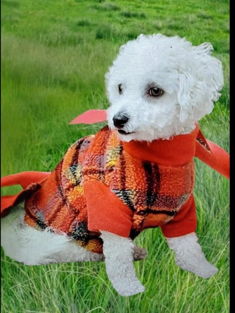 A senior medium-sized male Bichon Frise dog named Jax  King} for adoption in Spring, TX