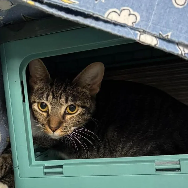 An adult medium-sized female Brown / Chocolate Domestic Long Hair cat named Annona for adoption in Edwardsville, IL