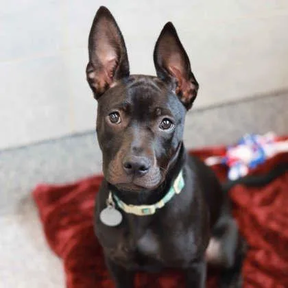 A baby medium-sized female Black Mixed Breed dog named Tina for adoption in Atlanta, GA