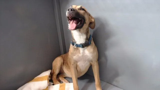 A young medium-sized female Pit Bull Terrier dog named Lydia for adoption in Downey, CA