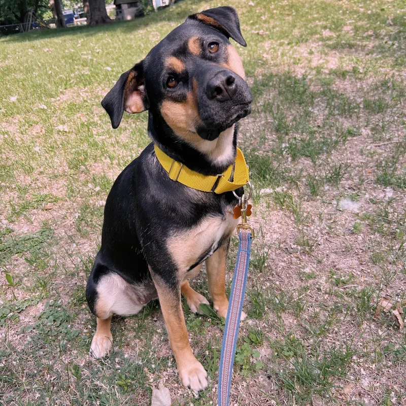 An adult large-sized female Mixed Breed dog named Laney for adoption in Normal, IL