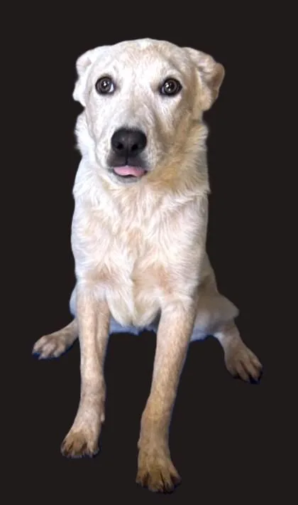 A young medium-sized female Cattle Dog dog named Tecna for adoption in Phoenix, AZ