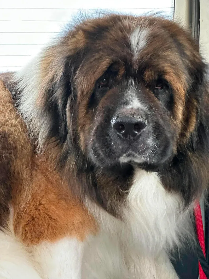 An adult extra large-sized male Tricolor (Brown, Black, & White) Saint Bernard dog named Joe for adoption in Hindsboro, IL