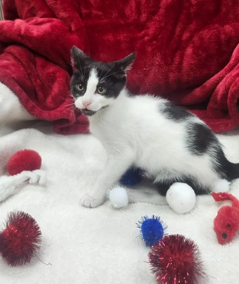 A baby small-sized female Domestic Short Hair cat named Lollie for adoption in Little Rock, AR