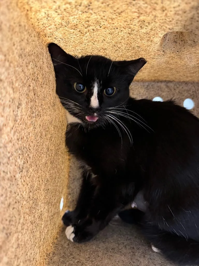 A baby medium-sized female Domestic Short Hair cat named Working Cat: Secretariat for adoption in Bloomington, IN
