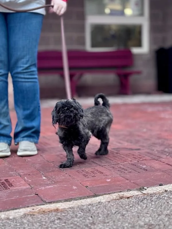 An adult small-sized male Black Shih Tzu dog named Scorpio for adoption in Wooster, OH