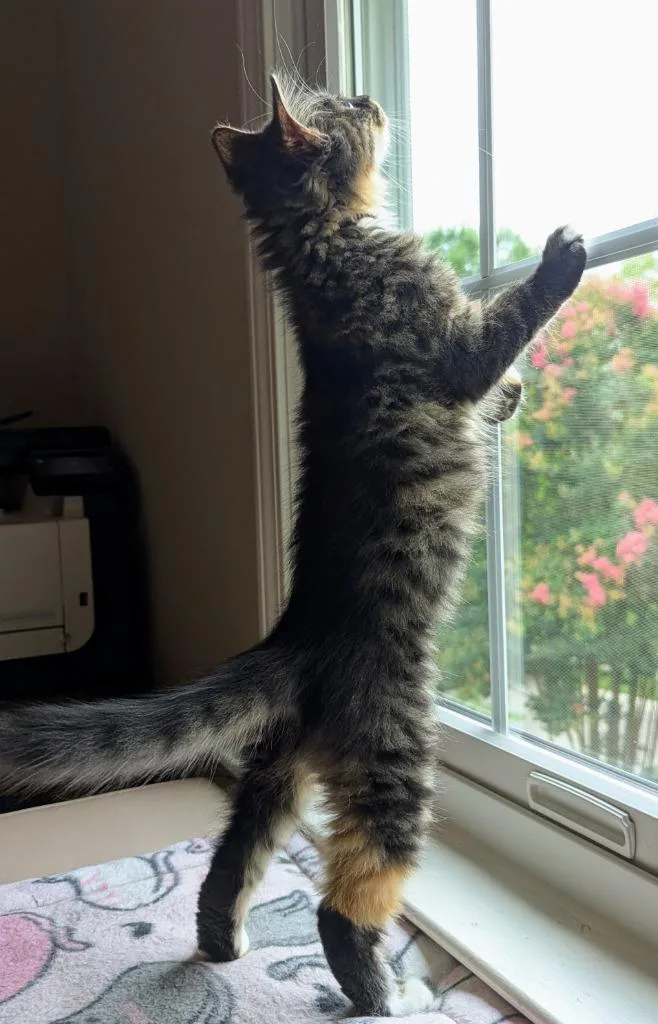 A baby medium-sized female Domestic Medium Hair cat named Zahara for adoption in Youngsville, NC