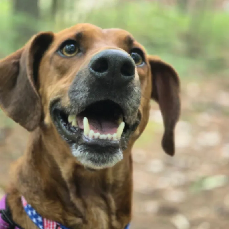 An adult medium-sized male Red / Chestnut / Orange Redbone Coonhound dog named Remy for adoption in Hopkinton, MA