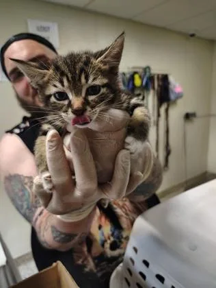 A baby small-sized female Domestic Short Hair cat named Katy Berry for adoption in Clarks Summit, PA