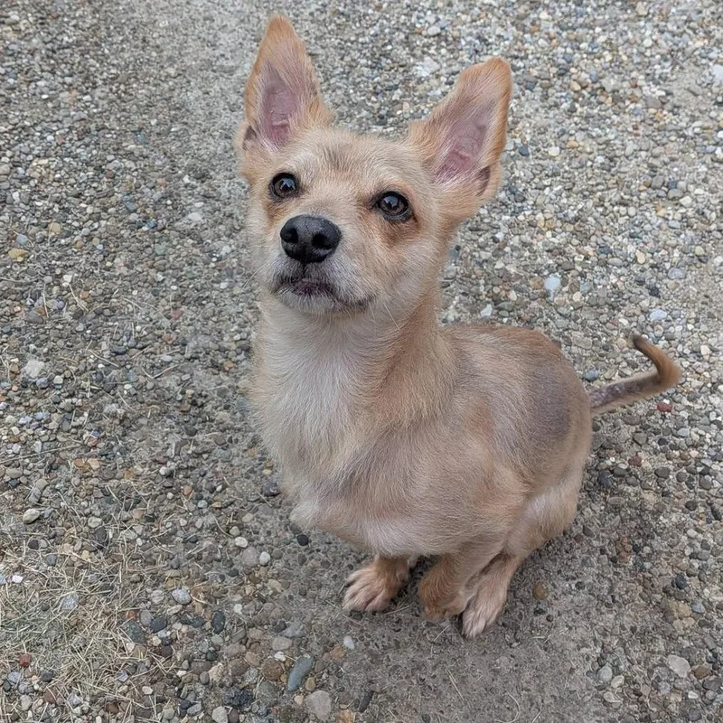 An adult small-sized male Mixed Breed dog named Roscoe for adoption in Washington Township, OH