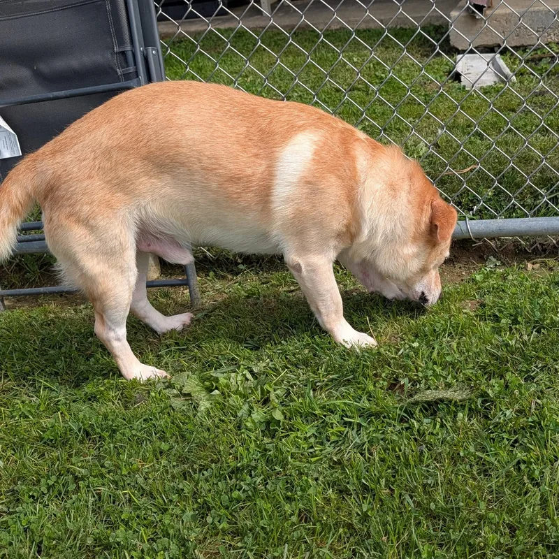 An adult medium-sized male Labrador Retriever dog named Looking For Owner for adoption in Ravenna, OH