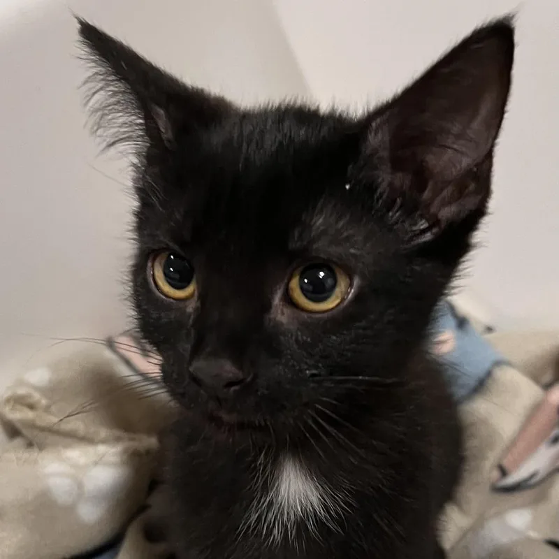 A baby small-sized male Domestic Short Hair cat named Quarry for adoption in Washburn, MO