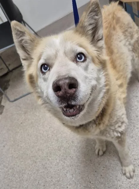 An adult medium-sized female Siberian Husky dog named Angelica for adoption in Bakersfield, CA