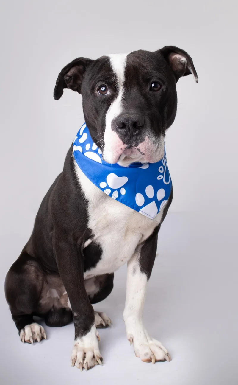 An adult medium-sized male Pit Bull Terrier dog named Mr. Lover for adoption in Plaquemine, LA
