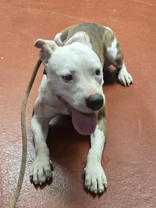 An adult medium-sized female Pit Bull Terrier dog named Clementine for adoption in Salisbury, MD