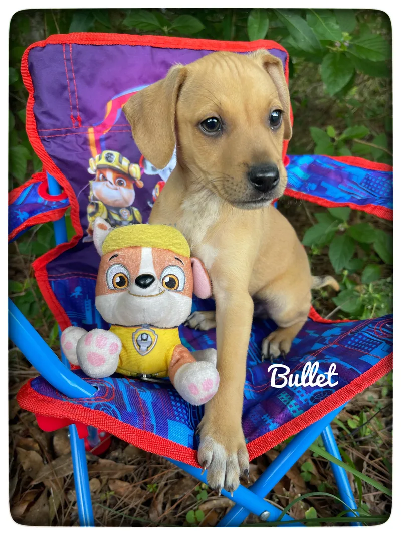Bullet