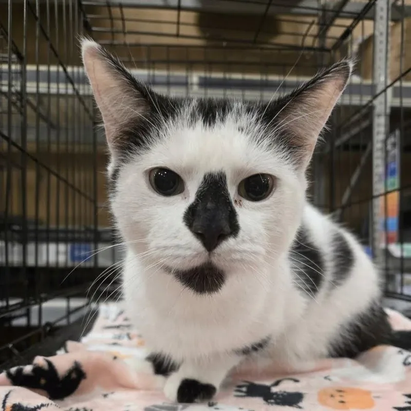 A baby medium-sized female Domestic Short Hair cat named Smudge for adoption in Norwood, OH