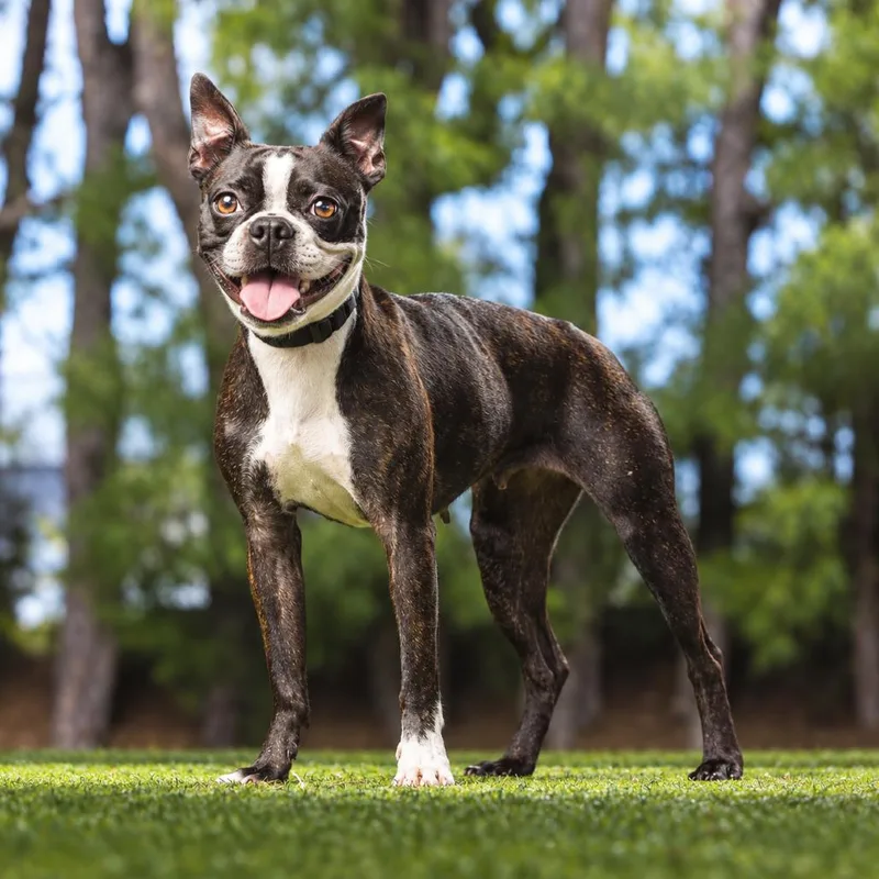 An adult small-sized female Black Boston Terrier dog named Espresso for adoption in Jupiter, FL
