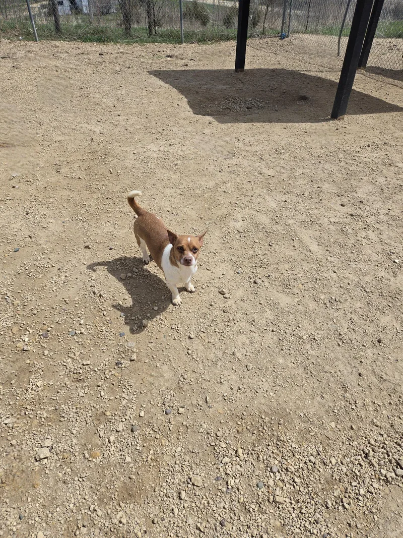 An adult small-sized male Terrier dog named Chip for adoption in Maquoketa, IA