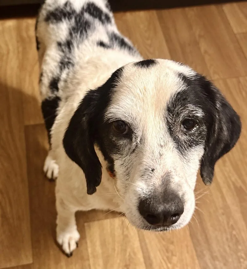 A senior medium-sized male Basset Hound dog named Doug for adoption in Troy, AL