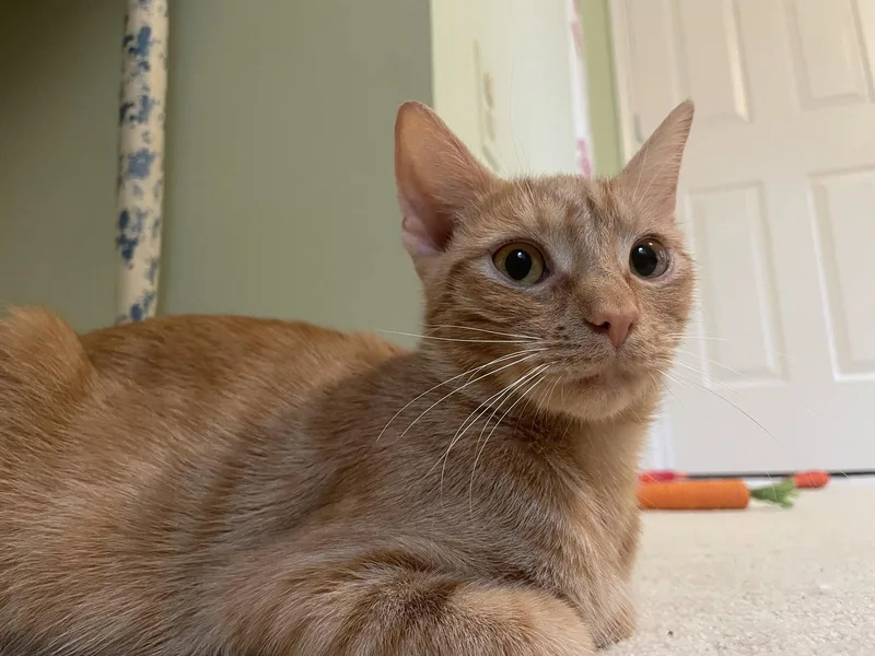 A young medium-sized female Orange / Red Domestic Short Hair cat named Yammie for adoption in Herndon, VA