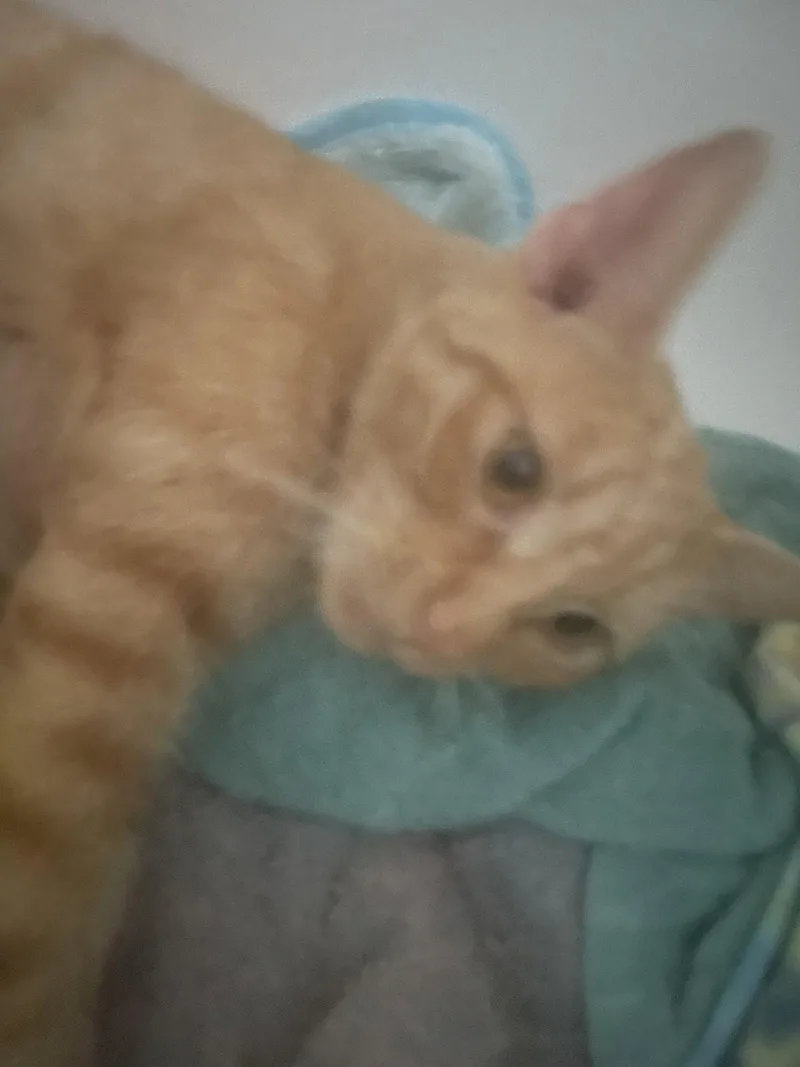 Yammie thumbnail 2