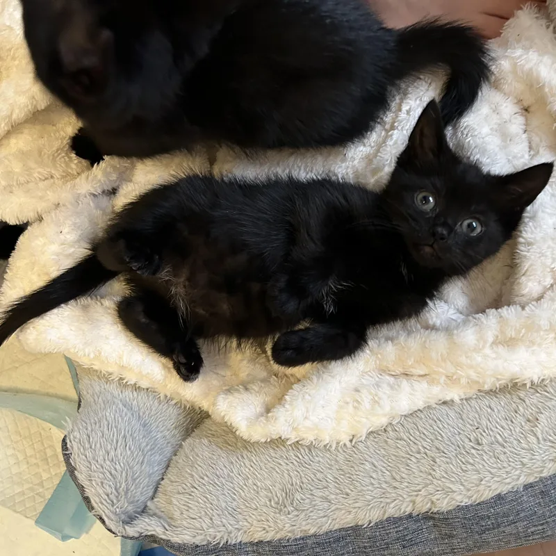 A baby small-sized female Black Domestic Short Hair cat named Katla for adoption in Alexandria, VA