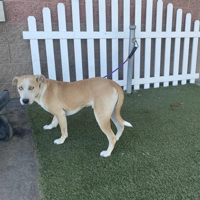 A young medium-sized male Siberian Husky dog named A for adoption in Modesto, CA