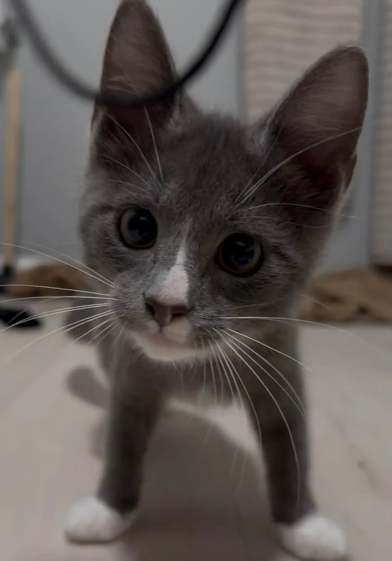 A baby medium-sized male Gray & White Domestic Short Hair cat named Roofus for adoption in Indianapolis, IN