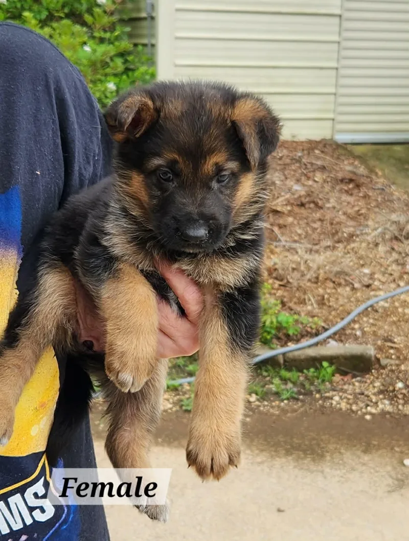 A baby medium-sized female German Shepherd Dog dog named Lovely for adoption in Royal Palm Beach, FL