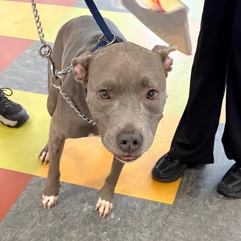 An adult medium-sized female Gray / Blue / Silver Pit Bull Terrier dog named Pepper Roo for adoption in Philadelphia, PA