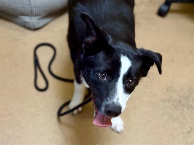 Oreo