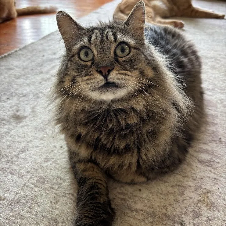 An adult medium-sized male Tabby (Brown / Chocolate) Domestic Long Hair cat named Chandler for adoption in Buffalo, NY