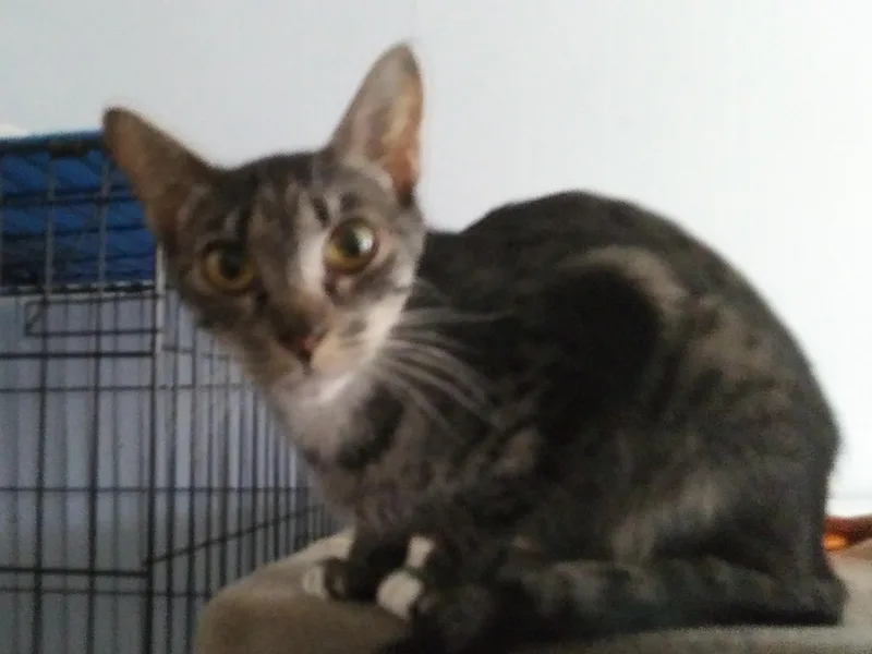A young small-sized female Tabby (Brown / Chocolate) Domestic Short Hair cat named McIntosh for adoption in Port Wentworth, GA