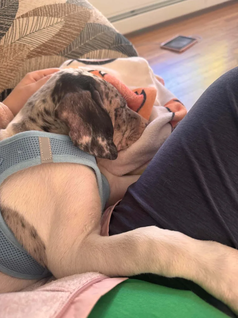 A baby medium-sized male Merle (Blue) Catahoula Leopard Dog named Obanai for adoption in Port Orange, FL