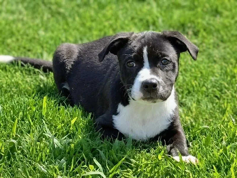 A baby large-sized male Border Collie dog named Roscoe for adoption in Princeton, MA