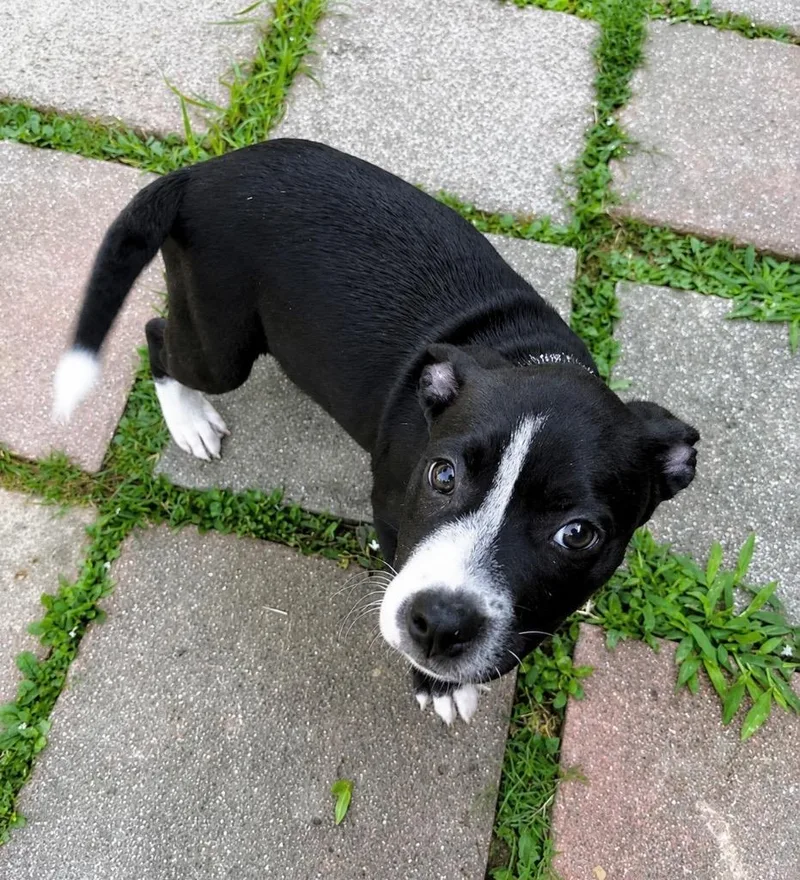 Roscoe thumbnail 3