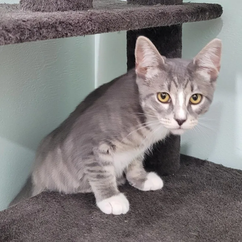 A baby small-sized female Domestic Short Hair cat named Honey for adoption in Coos Bay, OR