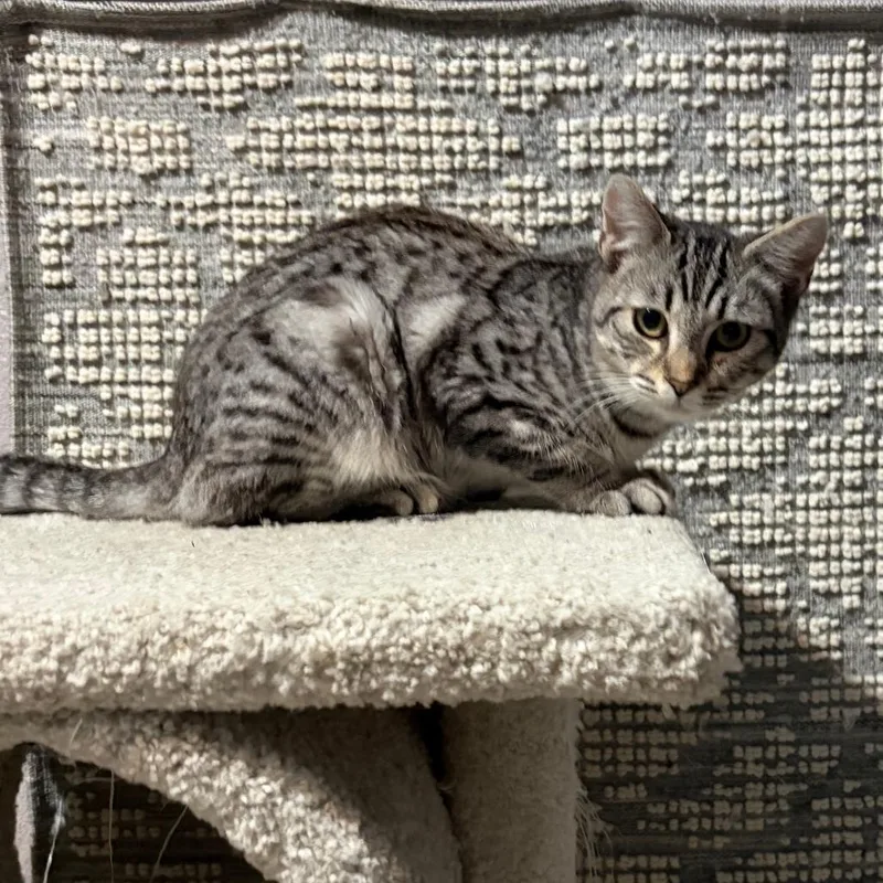 A young small-sized male Gray / Blue / Silver Domestic Short Hair cat named Merlin for adoption in Pleasanton, CA