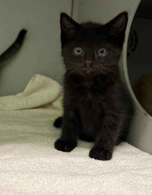 A baby medium-sized male Black Domestic Short Hair cat named Bitsy for adoption in Honesdale, PA
