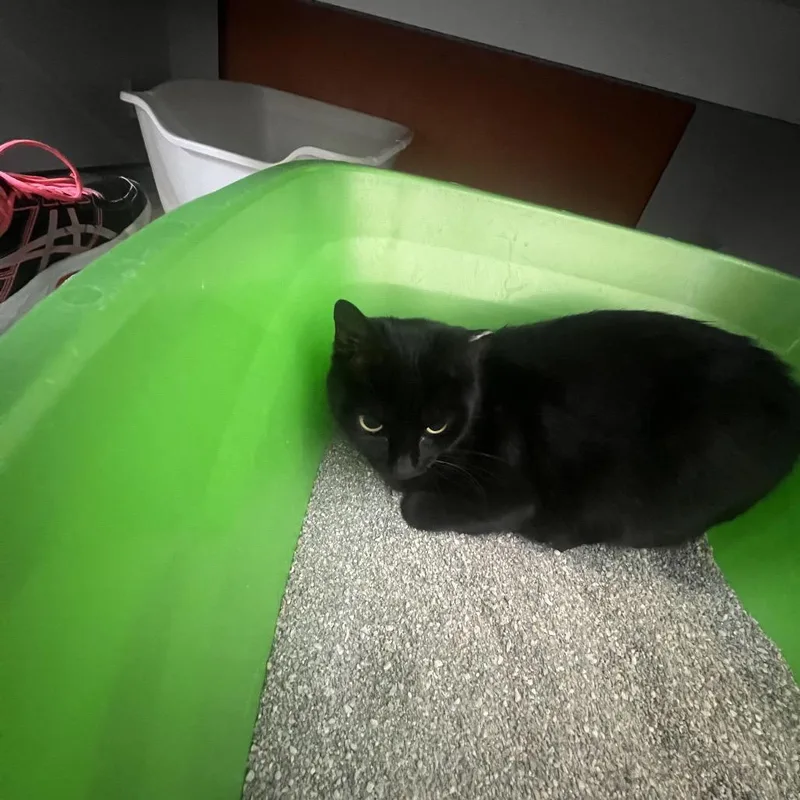 An adult medium-sized female Black Domestic Short Hair cat named Sweetie Pie for adoption in Sarasota, FL