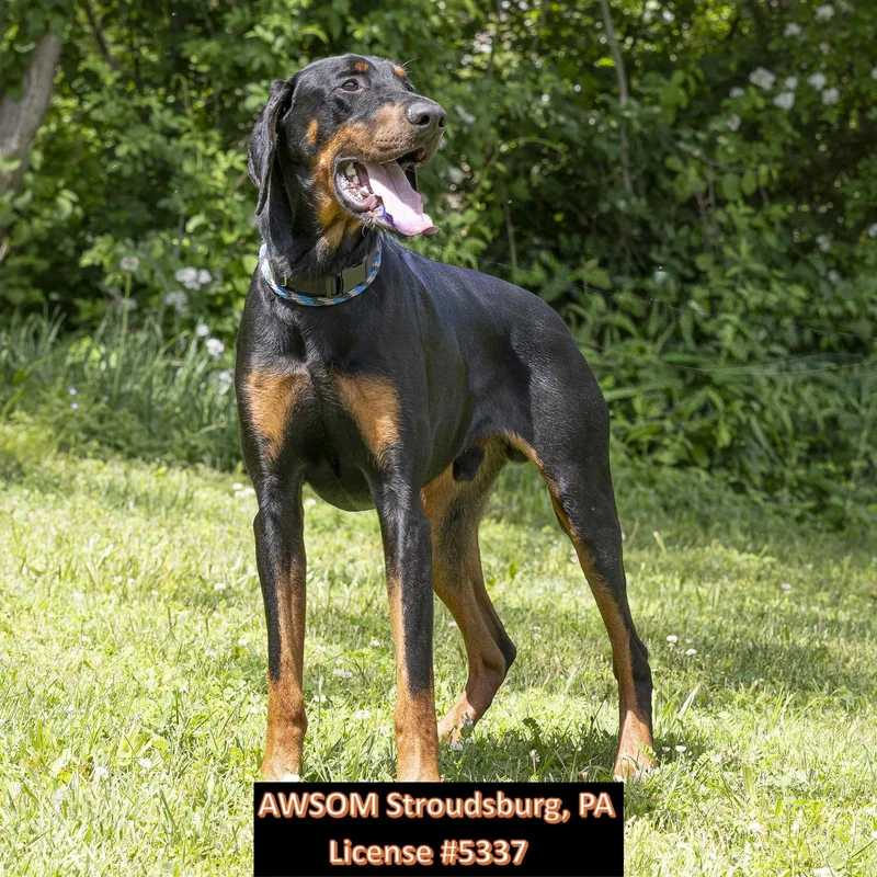 A young large-sized male Black Doberman Pinscher dog named Coop for adoption in Stroudsburg, PA