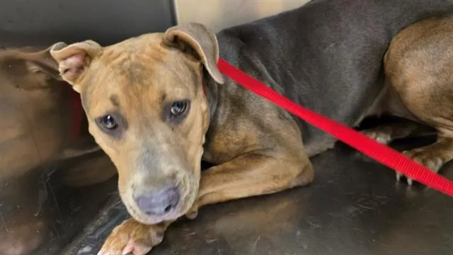 A young medium-sized female Pit Bull Terrier dog named Lola for adoption in Riverside, CA