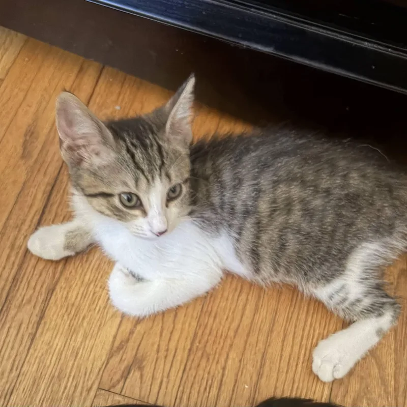 A baby medium-sized female White Domestic Short Hair cat named Goliath Beetle for adoption in Royal Oak, MI