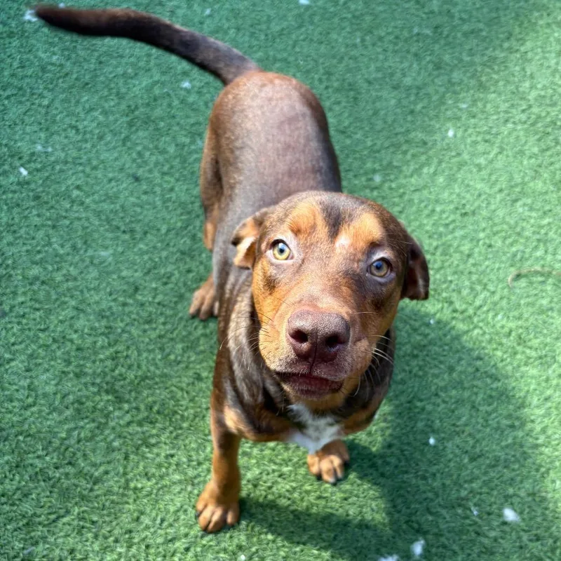 A young medium-sized male Red / Chestnut / Orange Hound dog named Fuego for adoption in LOXAHATCHEE, FL